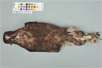 鳳頭蒼鷹藏品圖，第4張